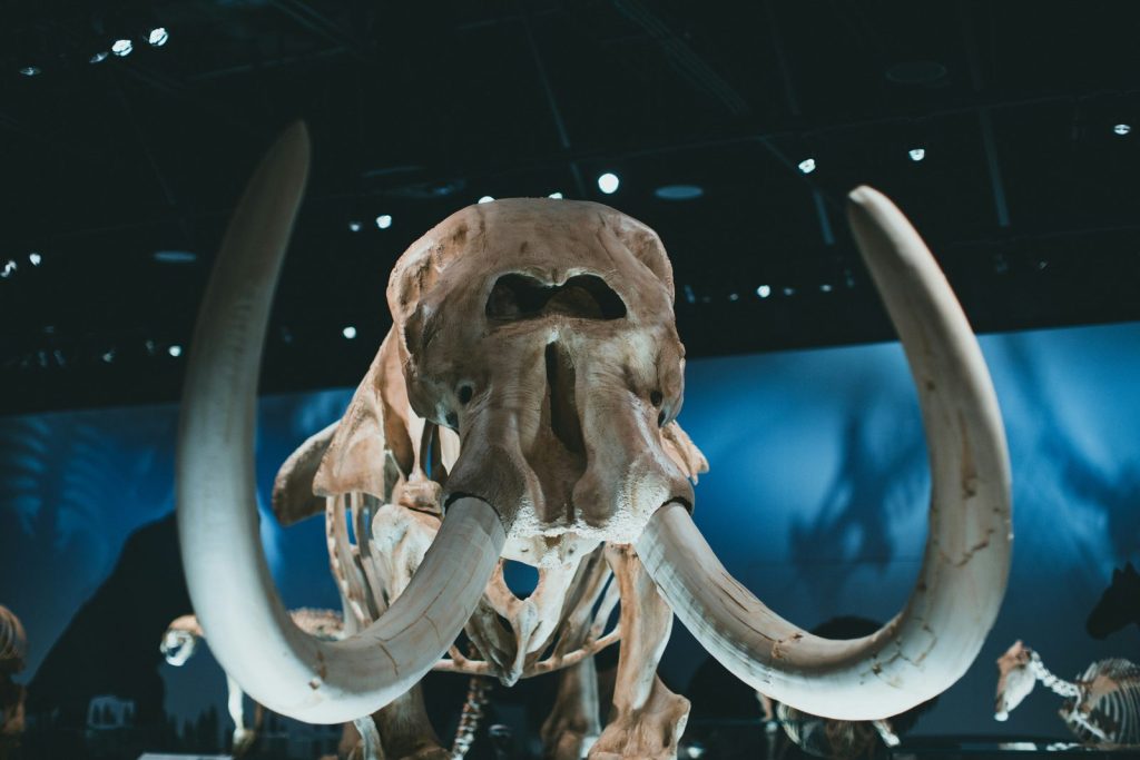 A mounted woolly mammoth skeleton with long curved tusks, photographed from the front in a museum gallery.